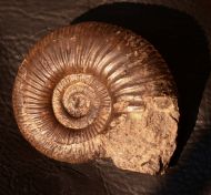 Proplanulites sp.