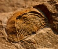 Kiaeromena cf. kjerulfi (Holtedal 1916)