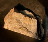 Kiaeromena cf. kjerulfi (Holtedal 1916)