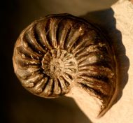 Pleuroceras spinatum (Bruguire 1789)