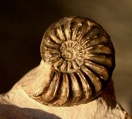 Pleuroceras spinatum (Bruguire 1789)