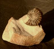 Pleuroceras spinatum (Bruguire 1789)