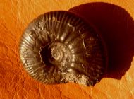 Proplanulites sp.