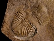 Ogyginus corndensis (MURCHISON,1839)