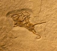 Sinosura kelheimense (BOEHM 1889)