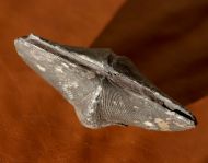 Cyrtospirifer verneuil (MURCHISON, 1840)