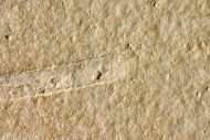Plesioteuthis prisca (RPPEL 1829)