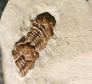 Trimerocephalus caecus (Grich, 1896)