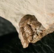 Trimerocephalus caecus (Grich, 1896)