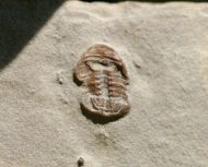 Trimerocephalus caecus (Grich, 1896)
