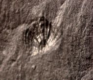 Orusia lenticularis (Wahlenberg, 1818)