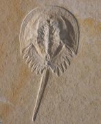 Mesolimulus walchi DESMAREST 1822