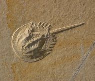 Mesolimulus walchi DESMAREST 1822