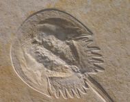 Mesolimulus walchi DESMAREST 1822