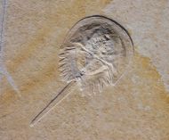 Mesolimulus walchi DESMAREST 1822
