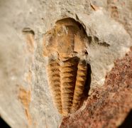 Kymataspis arenosa GEYER, 1990