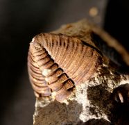 Deanaspis goldfussi (BARRANDE, 1846) & Dalmanitina socialis (BAR