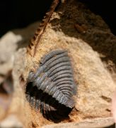 Deanaspis goldfussi (BARRANDE, 1846) & Dalmanitina socialis (BAR