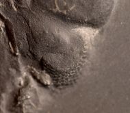 Chotecops sp.