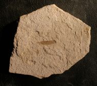 Fossiles Koniferen Blatt (Coniferopsida)