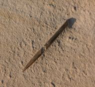 Hibolithes semisulcatus MUENSTER, 1830