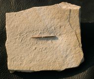 Hibolithes semisulcatus MUENSTER, 1830