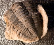 Eldredgeia venustus (WOLFART, 1968)