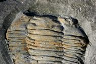 Salterocoryphe salteri (ROUAULT 1851)