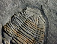 Salterocoryphe salteri (ROUAULT 1851)