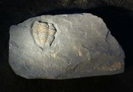 Salterocoryphe salteri (ROUAULT 1851)