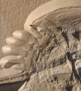 Mesolimulus walchi DESMAREST 1822