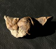 Lonchodomas drummuckensis & Sinuites subrectangularis