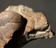 Lonchodomas drummuckensis & Sinuites subrectangularis