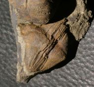 Lonchodomas drummuckensis & Sinuites subrectangularis