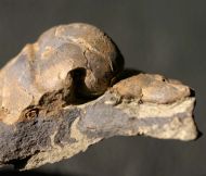 Lonchodomas drummuckensis & Sinuites subrectangularis