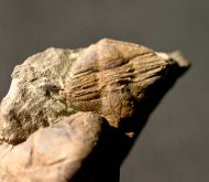 Lonchodomas drummuckensis & Sinuites subrectangularis