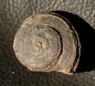Obornella cf  montreuilensis (HÉBERT & EUDES-DESLONGCHAMPS, 18