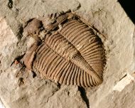 Coronocephalus gaoluoensis (Wu, 1979)