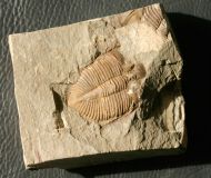Coronocephalus gaoluoensis (Wu, 1979)