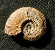 Kosmoceras (Lobokosmoceras)  proniae (THEISSEYRE, 1883)