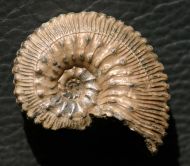 Kosmoceras (Spinikosmoceras) aculeatum (Eichwald, 1830)