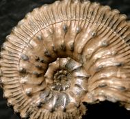 Kosmoceras (Spinikosmoceras) aculeatum (Eichwald, 1830)