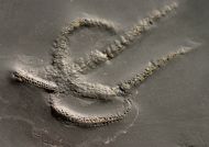 Urasterella asperula (Roemer, 1863)