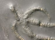 Urasterella asperula (Roemer, 1863)