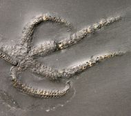 Urasterella asperula (Roemer, 1863)