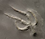 Urasterella asperula (Roemer, 1863)