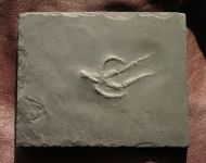 Urasterella asperula (Roemer, 1863)