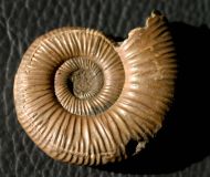 Perisphinctes sp.