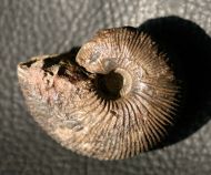 Macrocephalites macrocephalus (Schlotheim, 1813)