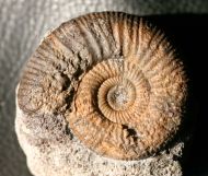 Perisphinctes sp.